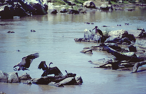 Mara river