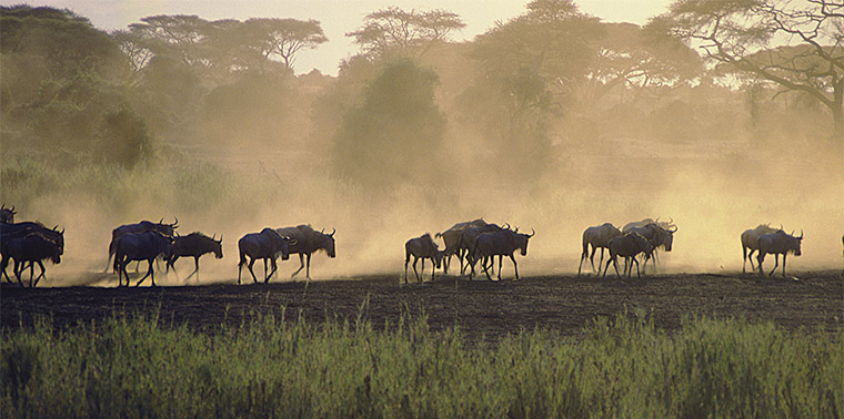 Seengeti, Tanzania, 1980